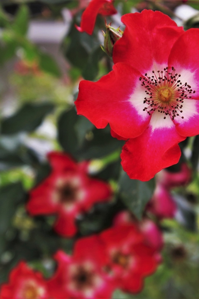 Много красных цветов розы на клумбе