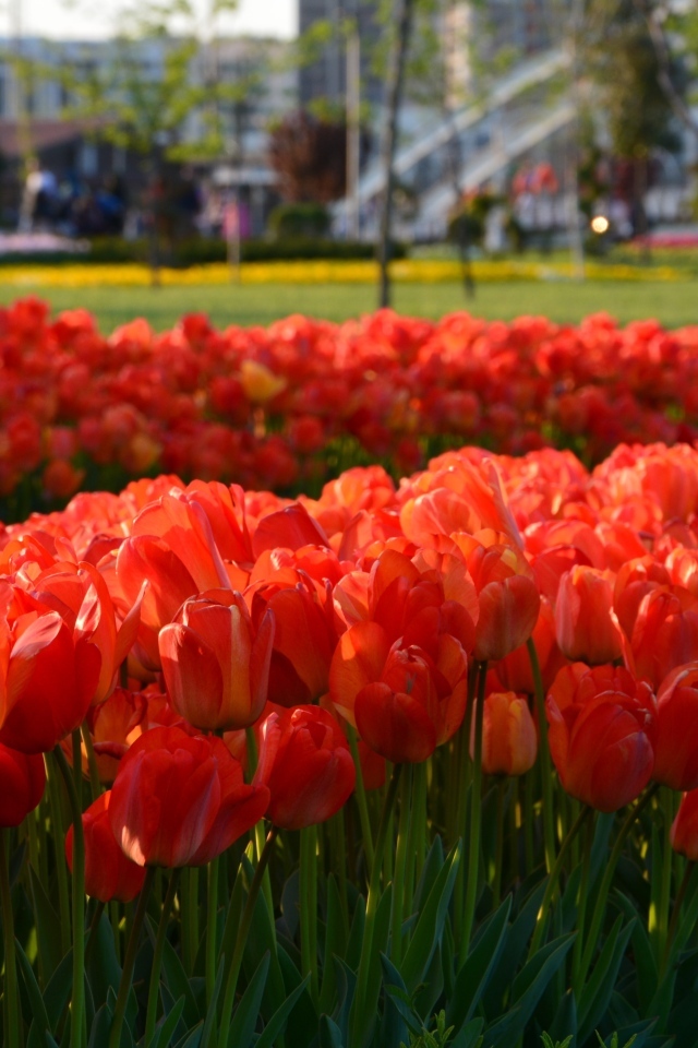 Много красных тюльпанов на клумбе