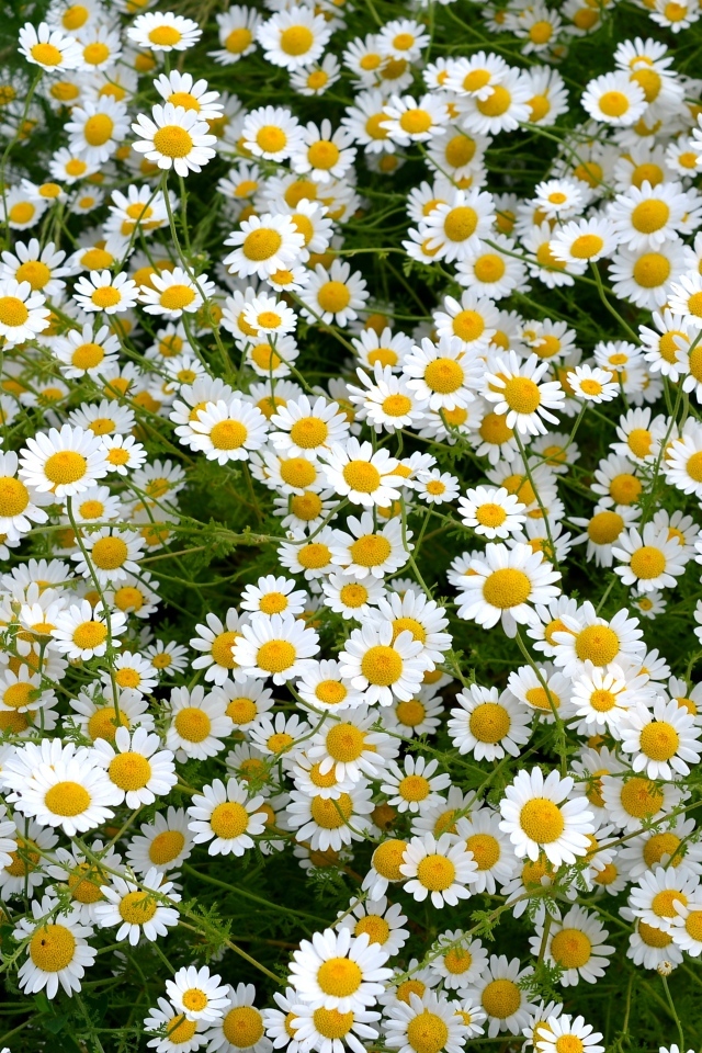 Много мелких цветов лекарственной ромашки