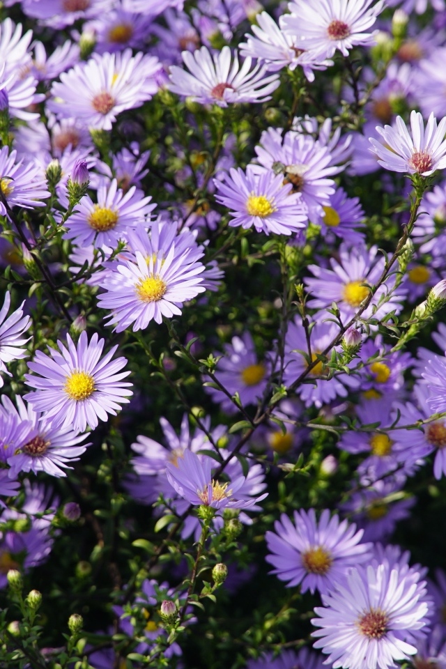 Много мелкий цветов садовой сентябринки