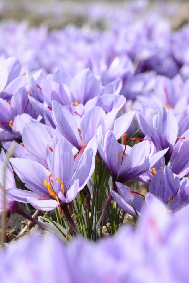 Много мелких сиреневых цветов крокуса