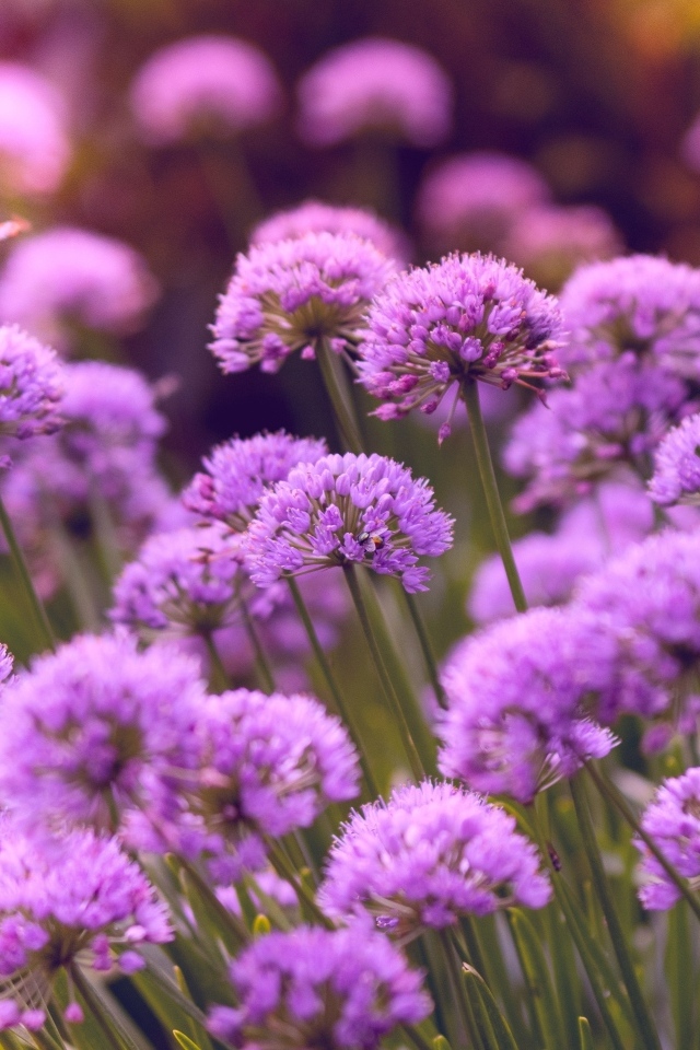 Много маленьких сиреневых цветов в саду