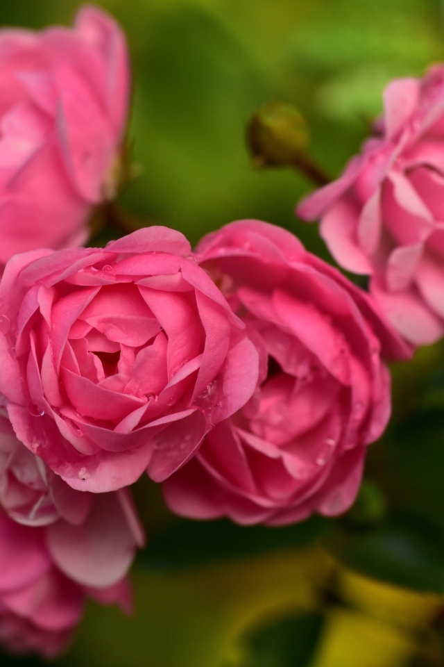 Много маленьких розовых парковых роз