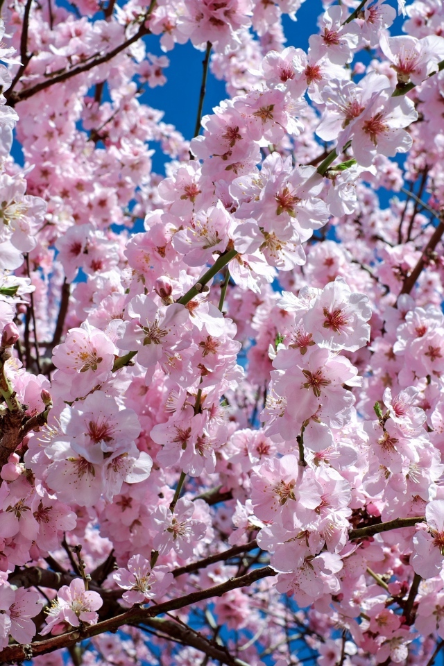 Много мелких розовых цветов персика крупным планом