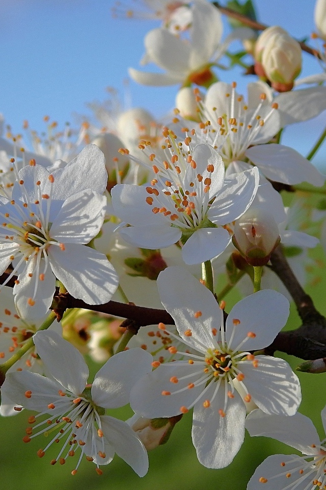 Много белых цветов на ветке вишни в лучах солнца