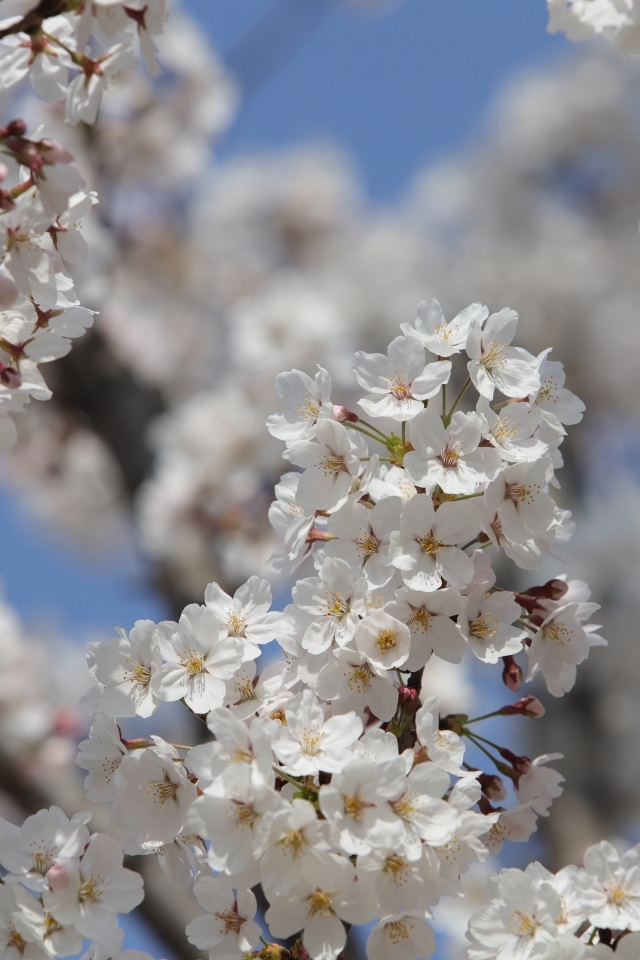 Много белых ароматных цветов на ветках вишни