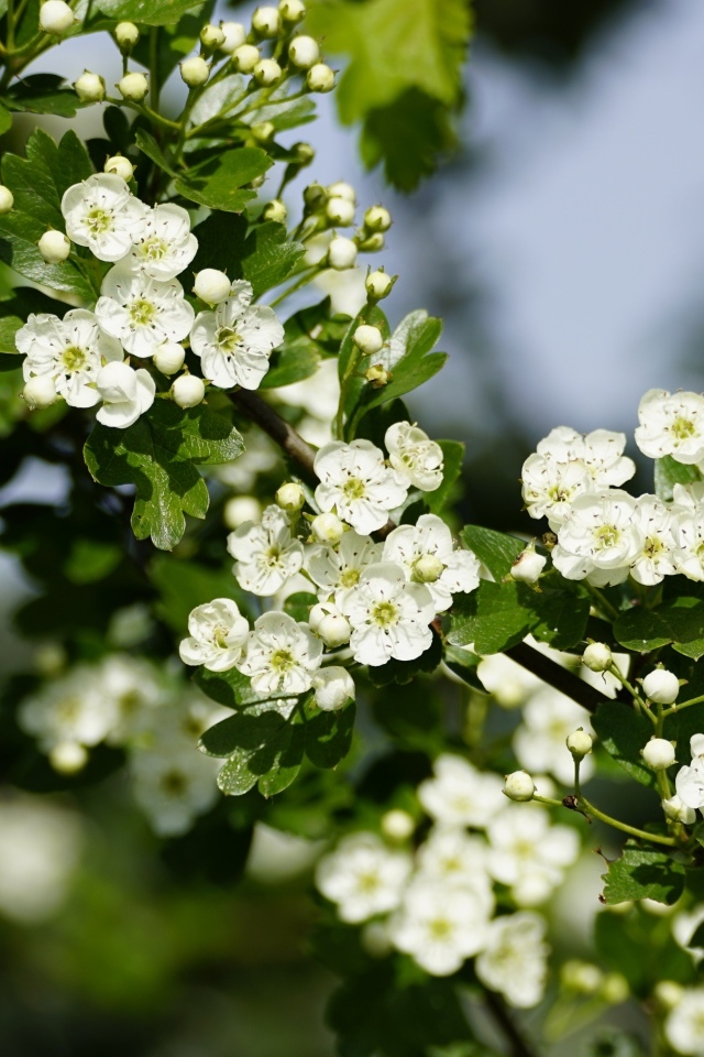 Много белых цветов боярышника на ветке весной