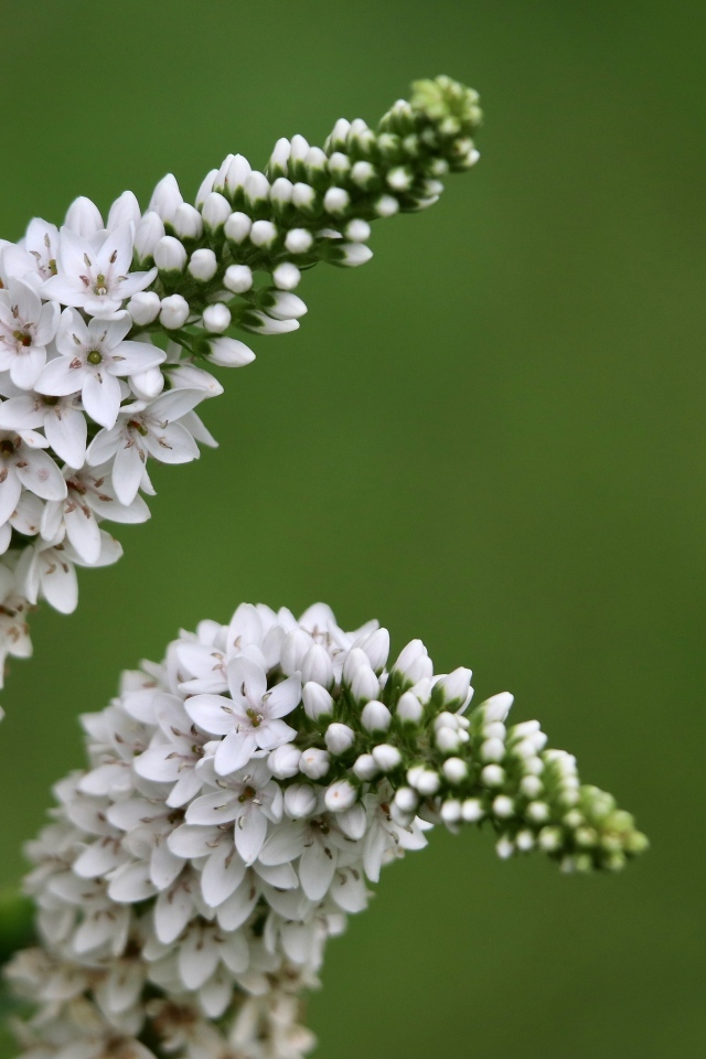 Много белых цветов вербейник
