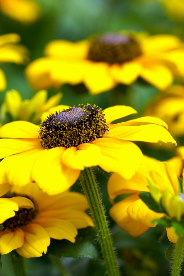 Много желтых садовых цветов рудбекия