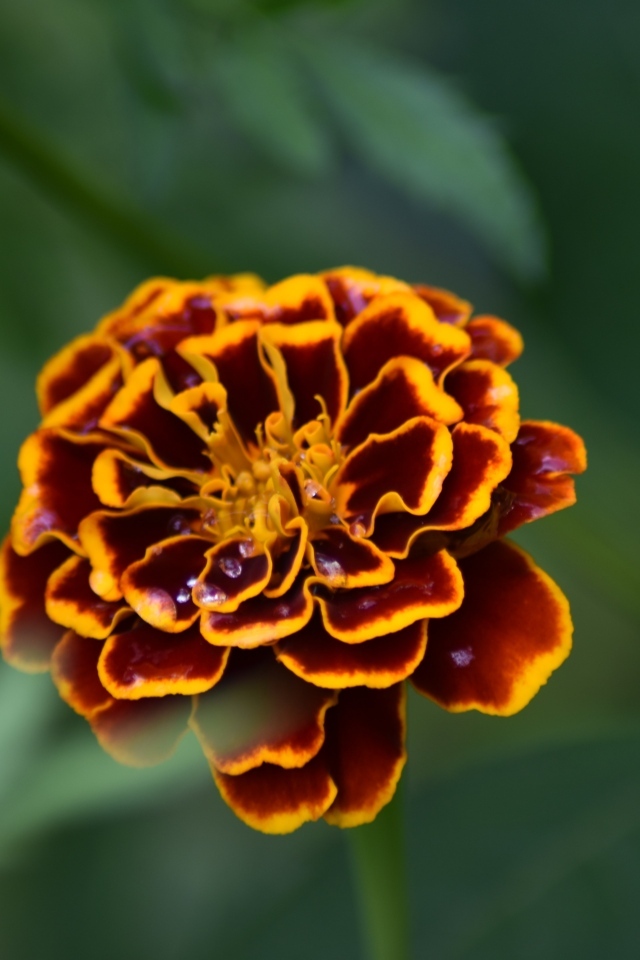 Цветок бархатца крупным планом