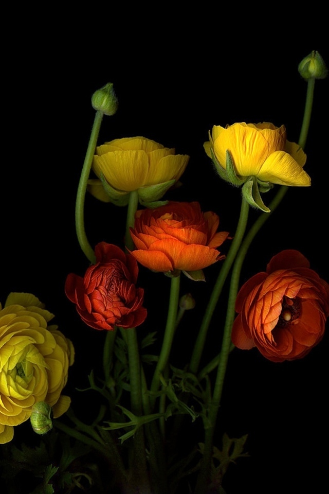 Разноцветные лютики на черном фоне