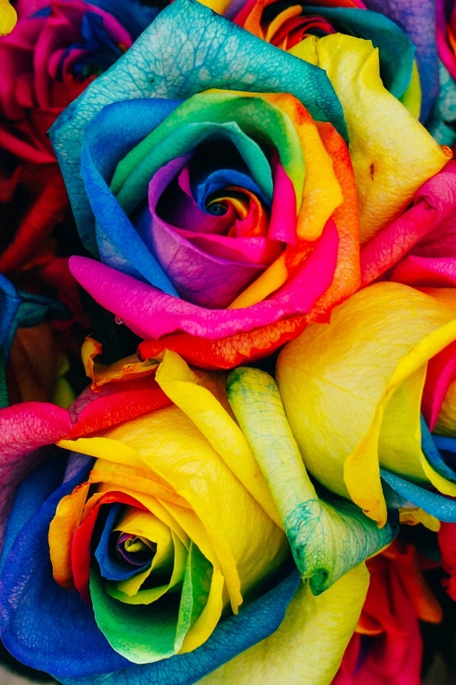 Разноцветные розы крупным планом
