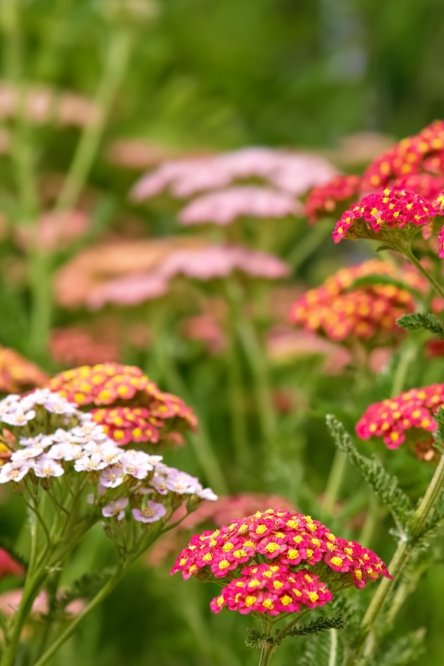 Разноцветные мелкие цветы на клумбе