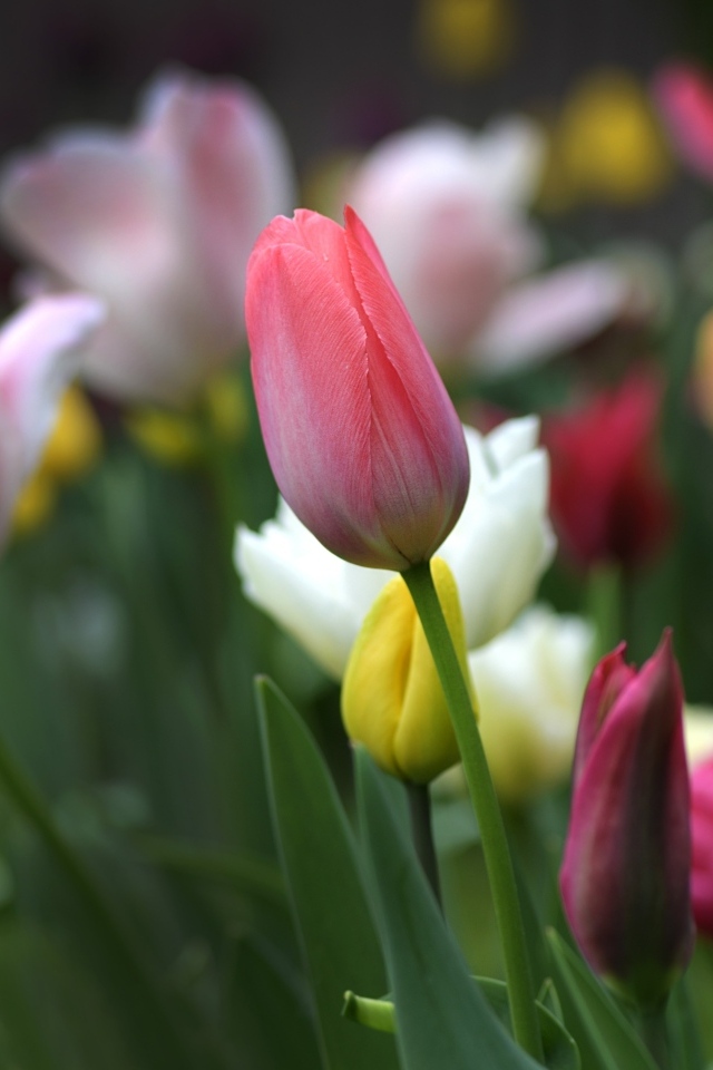 Разноцветные тюльпаны на клумбе