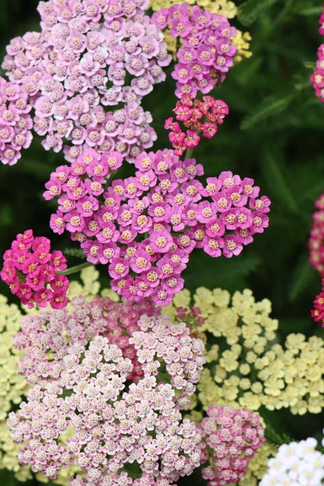 Разноцветные красивые цветы тысячелистника