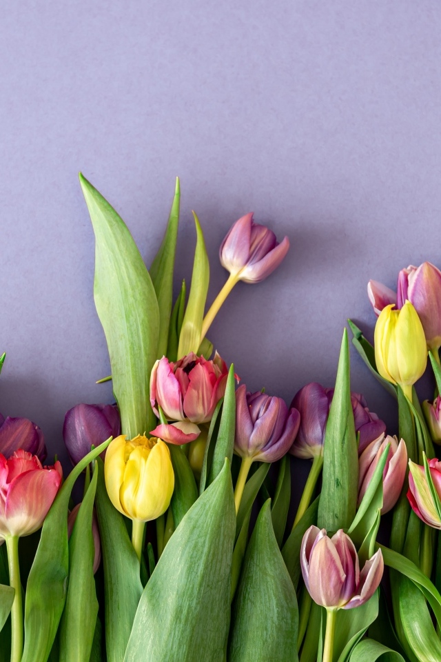 Разноцветные тюльпаны на сером фоне