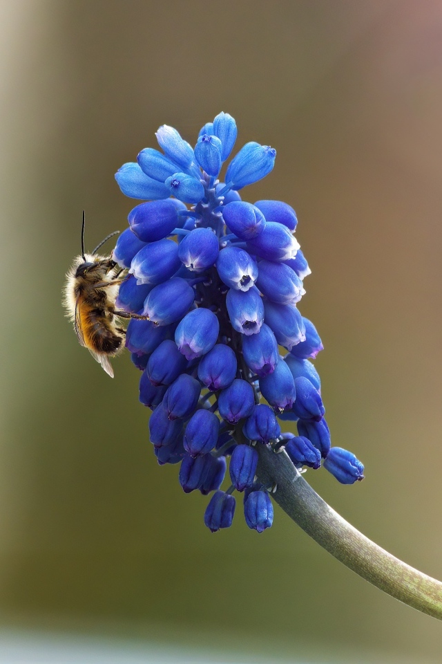 Цветок мускарик крупным планом