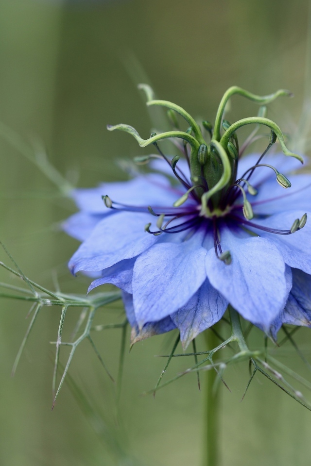 Цветок Чернушка дамасская крупным планом
