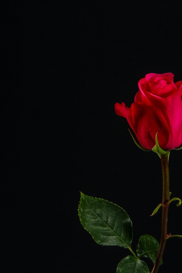 Одна красная роза на черном фоне