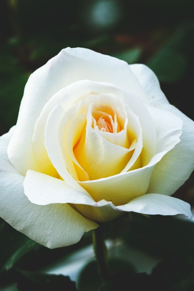 Одна белая роза на клумбе крупным планом