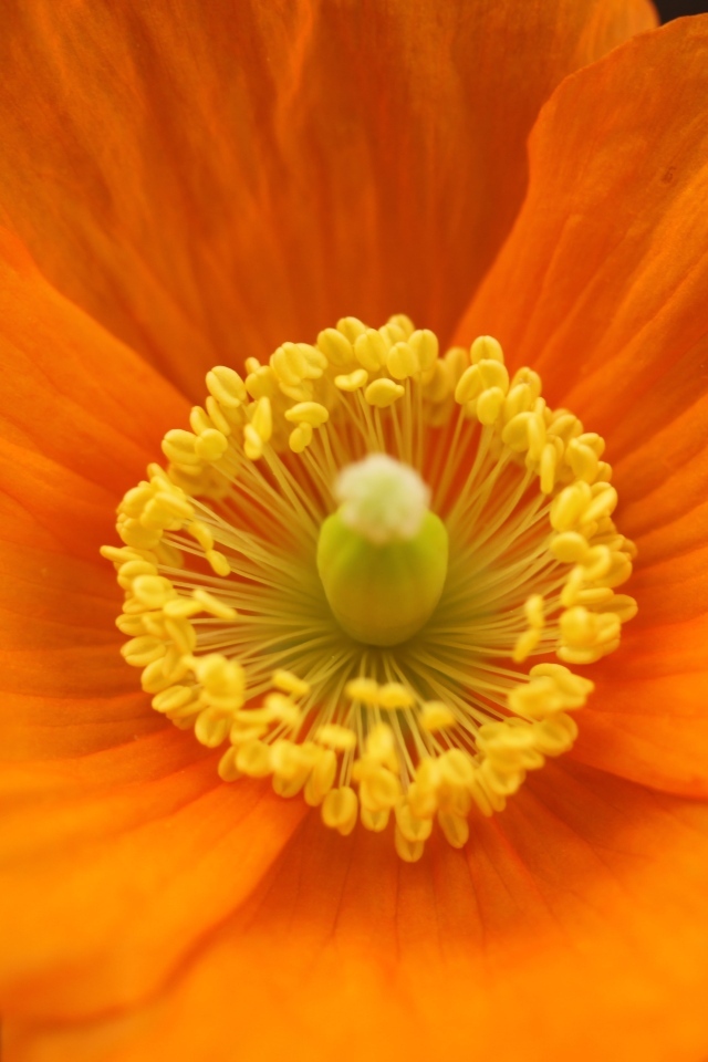 Оранжевый ирландский мак крупным планом