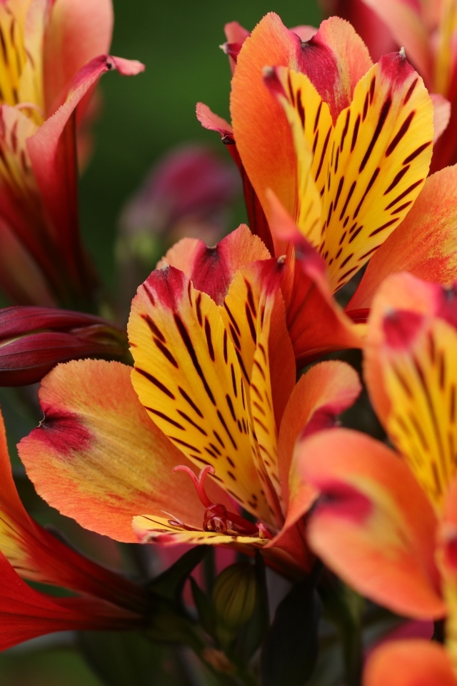 Оранжевые цветы альстромерии крупным планом