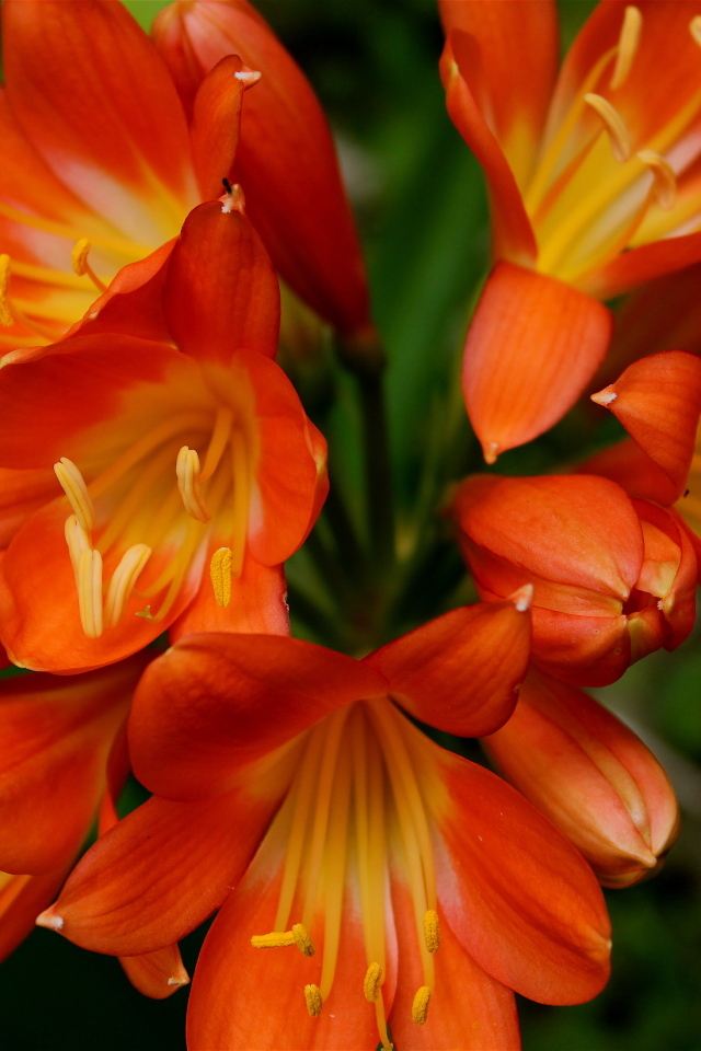 Оранжевые цветы амариллис крупным планом