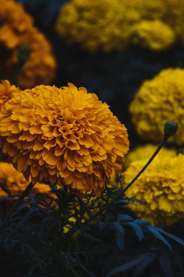 Оранжевые и желтые цветы бархатцев