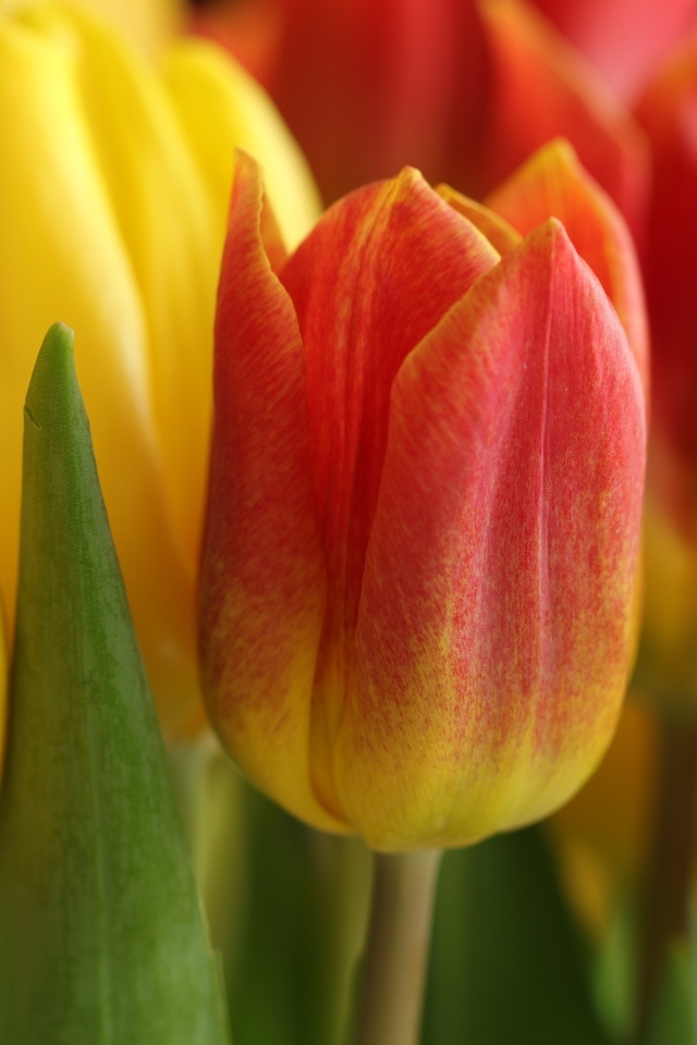 Оранжевые и желтые тюльпаны вблизи