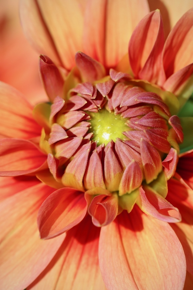 Оранжевый распускающийся цветок георгина