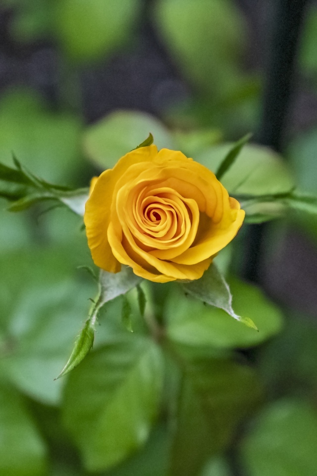 Оранжевая распускающаяся роза вид сверху