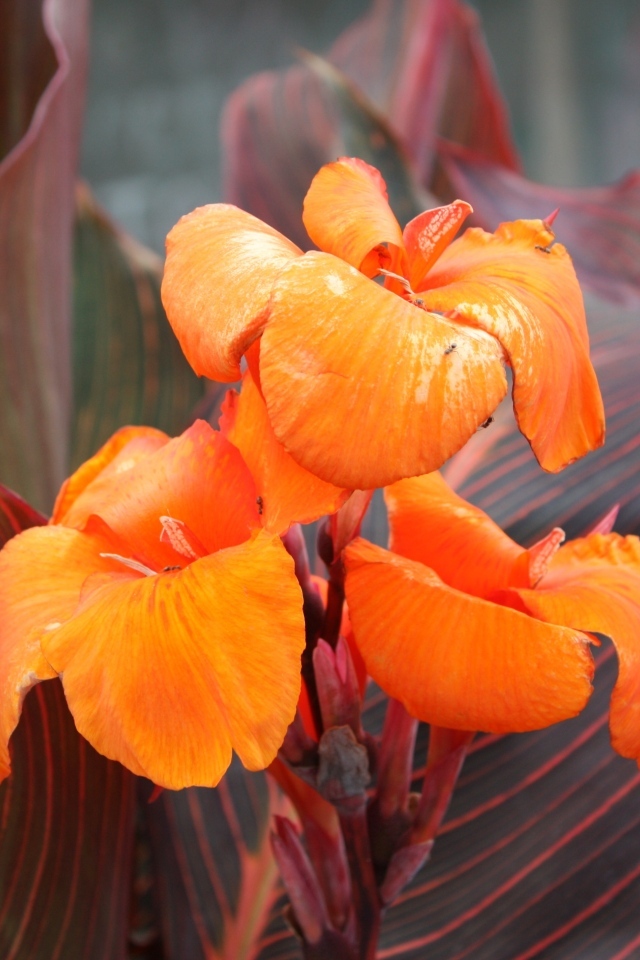 Оранжевые цветы канна крупным планом