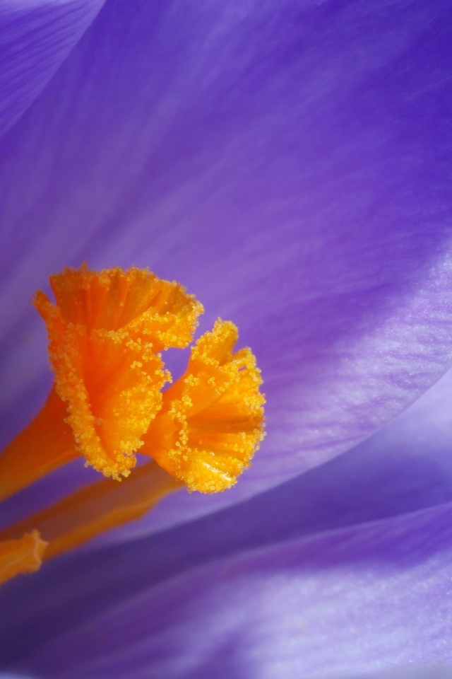 Оранжевая серединка фиолетового крокуса
