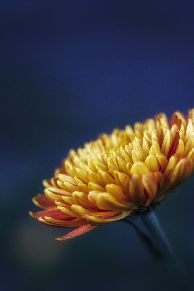 Оранжевый цветок хризантемы вблизи