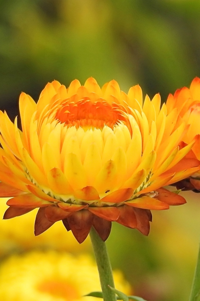 Оранжевые хризантемы крупным планом