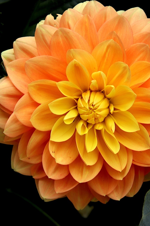 Оранжевый цветок георгина вблизи