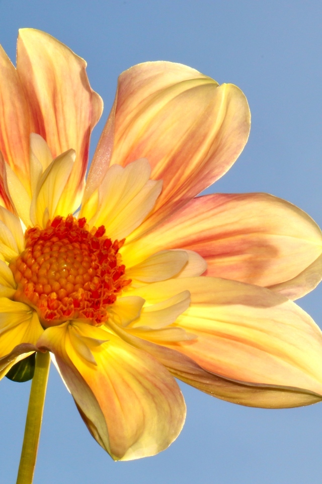 Оранжевый цветок георгина на голубом фоне