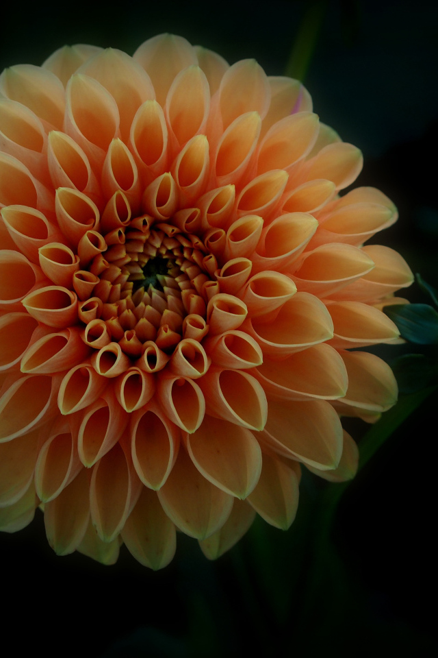 Оранжевый цветок георгина с бутоном на черном фоне