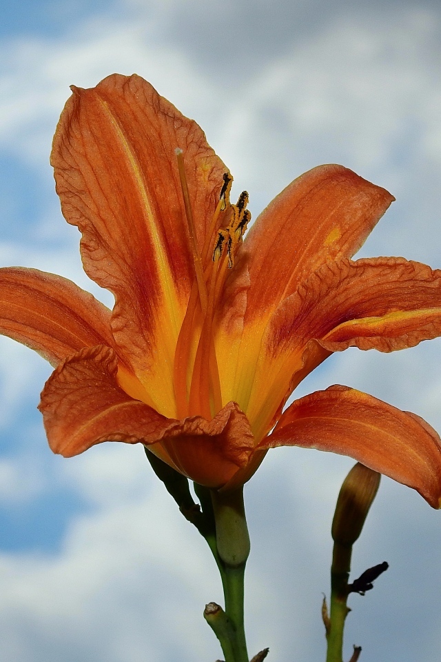 Оранжевый цветок лилейника на фоне неба