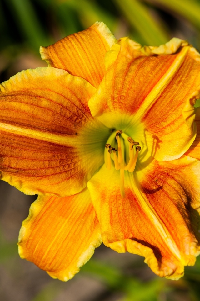 Оранжевый цветок лилейника в лучах солнца