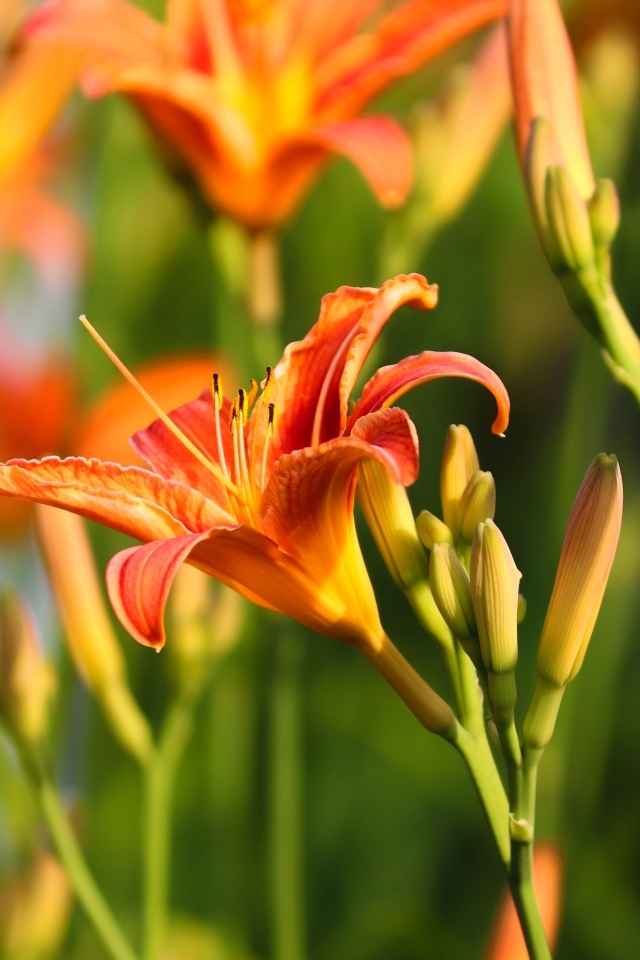 Оранжевые цветы лилейник с бутонами в лучах солнца