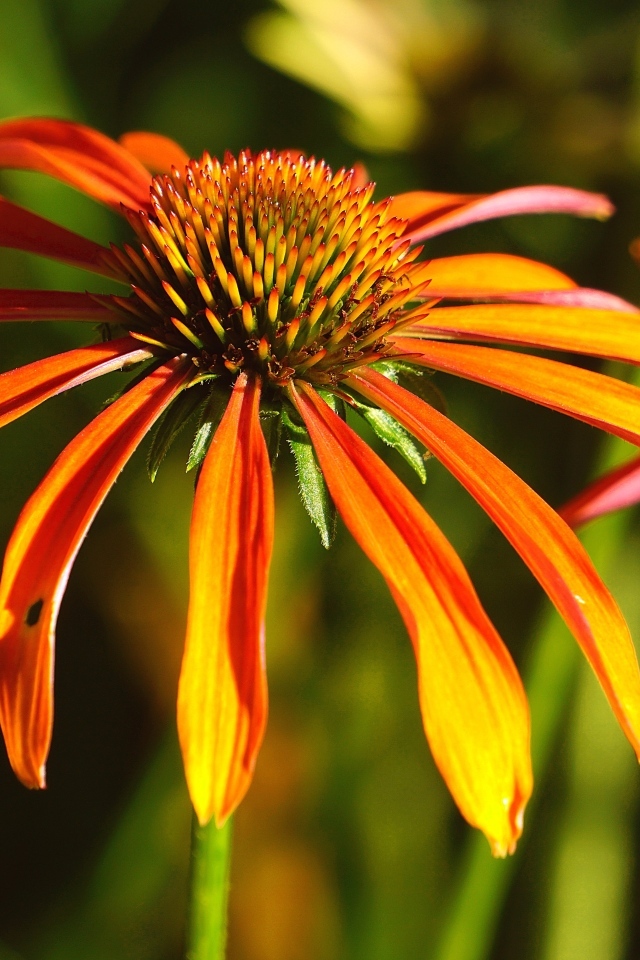 Оранжевый цветок эхинацея крупным планом