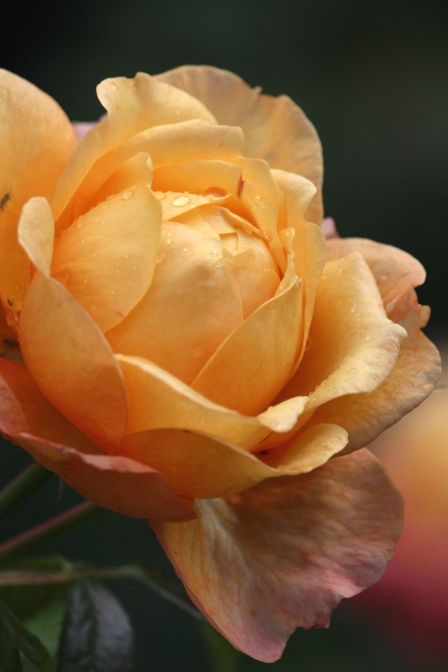 Оранжевая душистая роза с бутонами