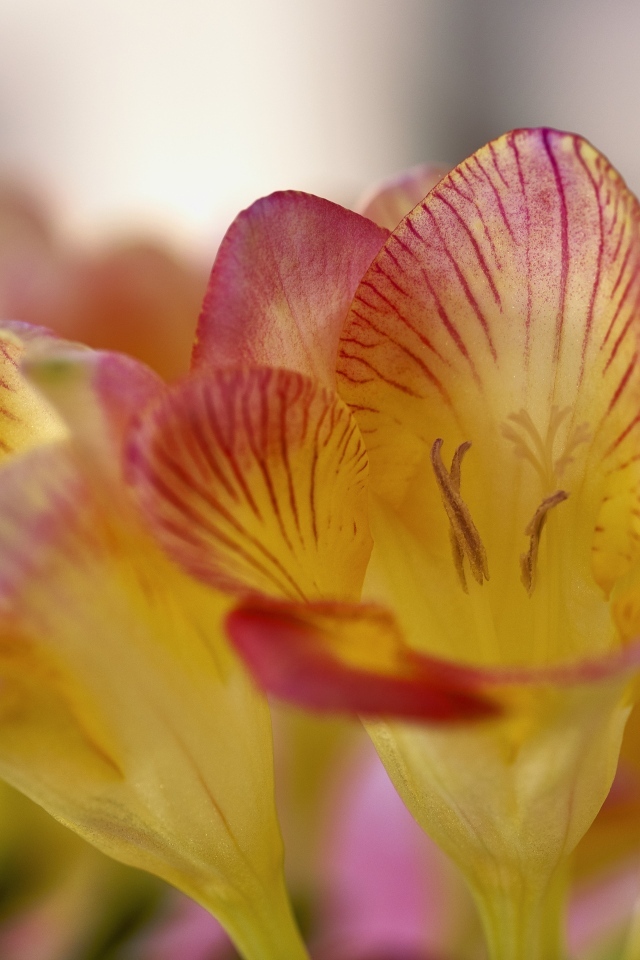 Оранжевые цветы фрезия крупным планом