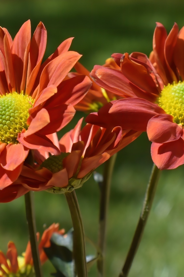 Оранжевые садовые цветы вблизи