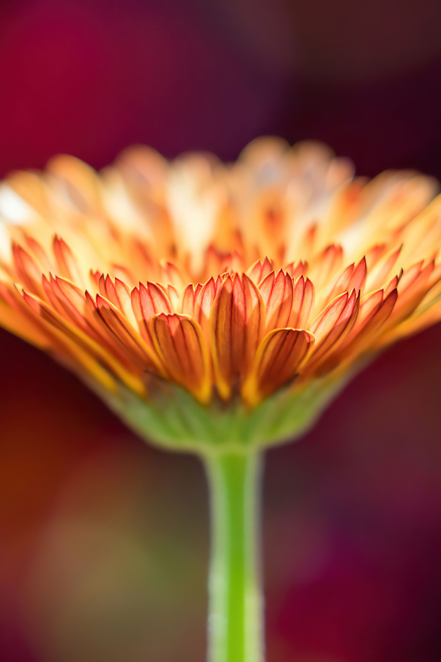 Оранжевый цветок герберы крупным планом