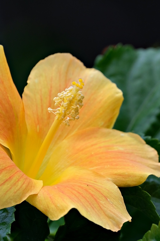 Оранжевый цветок гибискуса в зеленых листьях