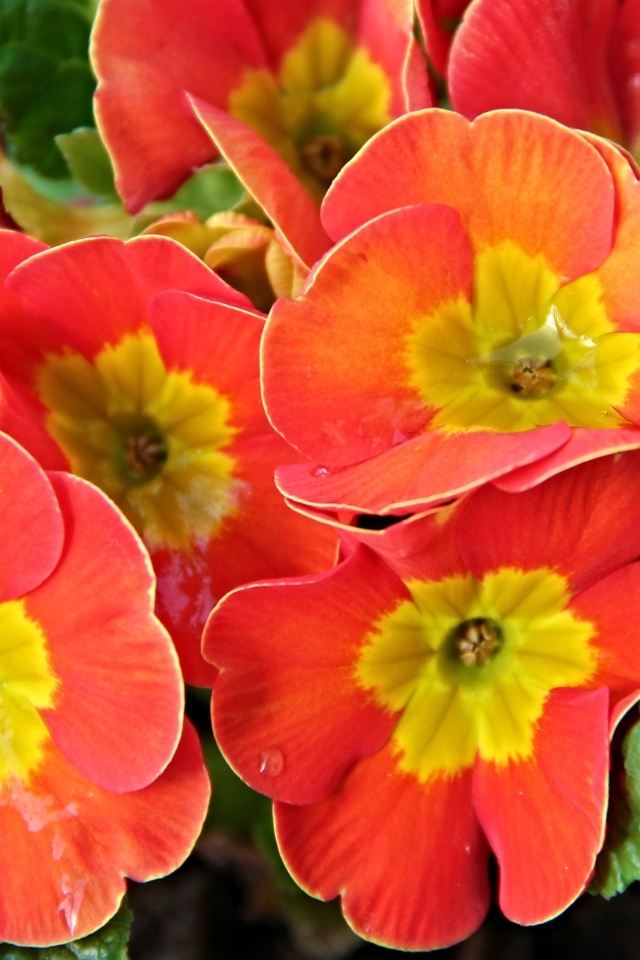 Оранжевые комнатные цветы примула