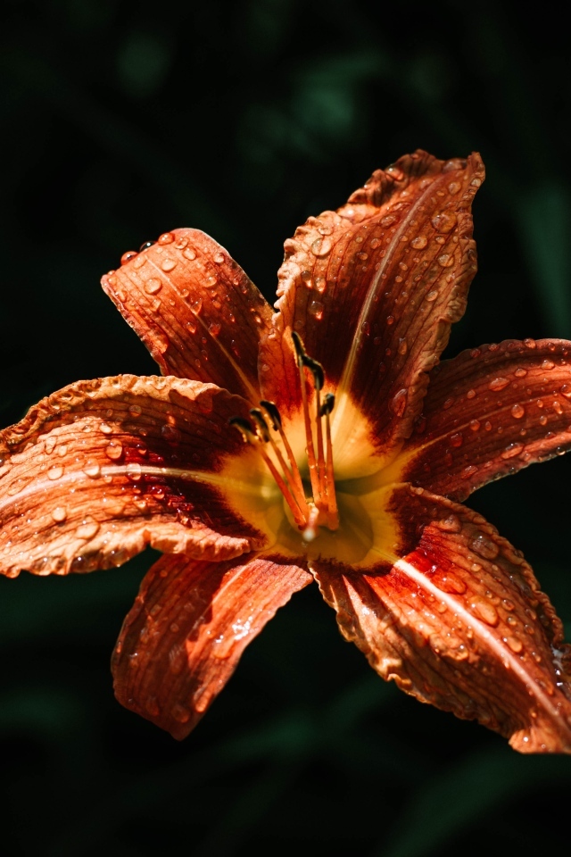 Оранжевая лилия в каплях росы на черном фоне