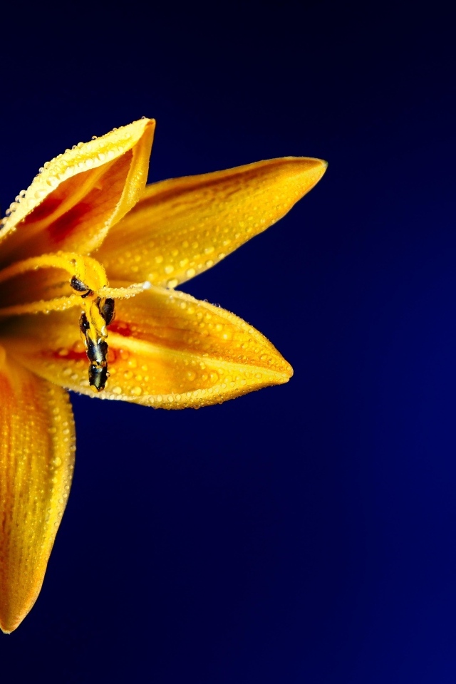 Оранжевая лилия на синем фоне